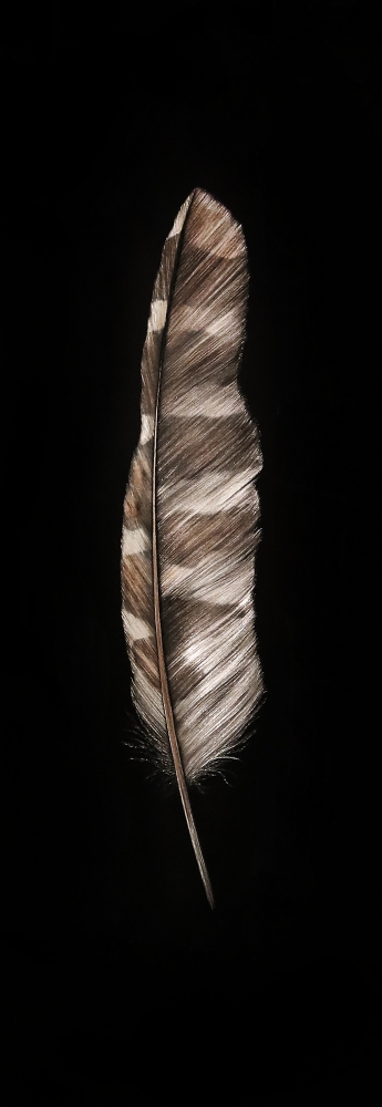 Mitchell Lonas

Tawny Owl Feather, 2021

incised, painted aluminum

34h x 12w in

SOLD