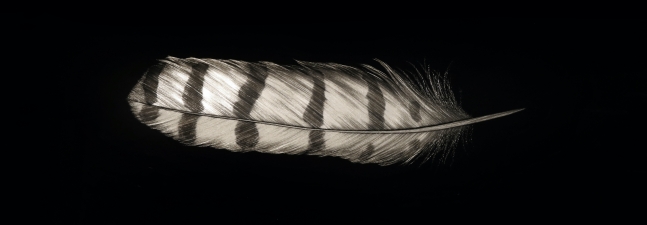 Mitchell Lonas
Snowny Owl Feather, 2021
incised, painted aluminum
34h x 12w in
SOLD
