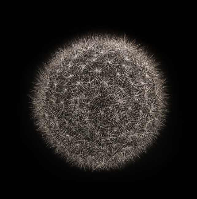 Mitchell Lonas
Dandelion, Fall 2020, 2020
incised painted aluminum
34h x 34w in
SOLD